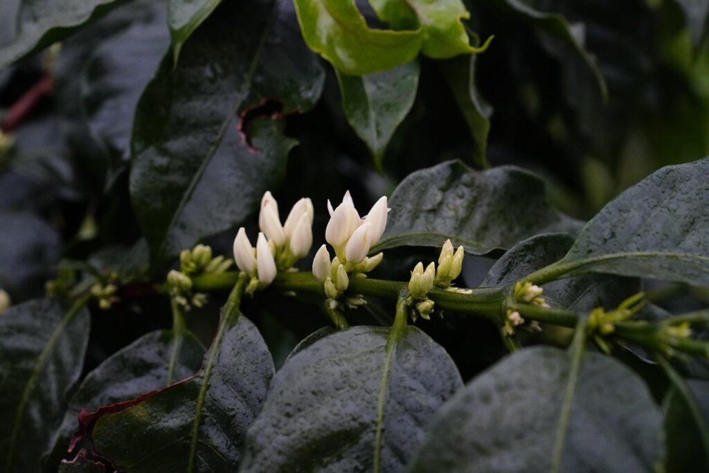 coffee, flower wallpaper, nature, beautiful flowers, blossom, flower background, flower