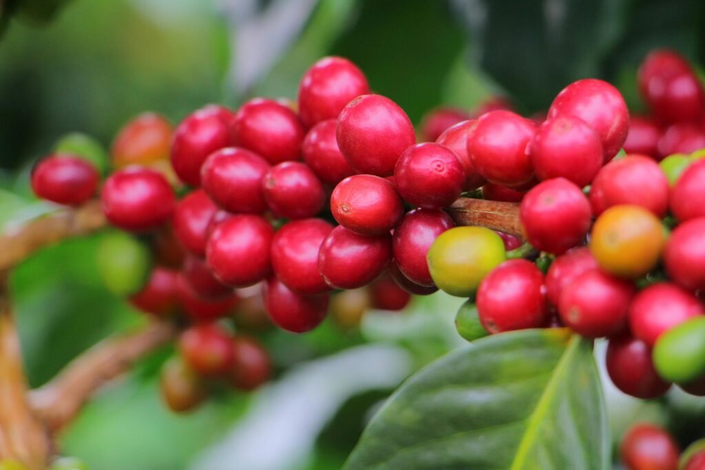 Close-up shot of ripe coffee cherries on a plant branch, showcasing vibrant colors and natural growth.