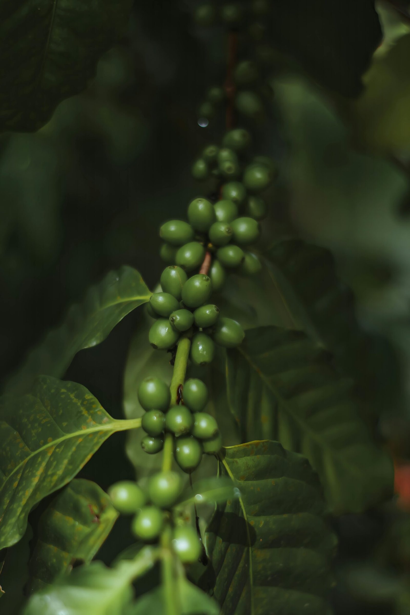 Single origin coffee beans from Chikmagalur estate Freshly roasted specialty coffee beans from Swasthya Coffee Chikmagalur estate-grown Arabica coffee beans close-up