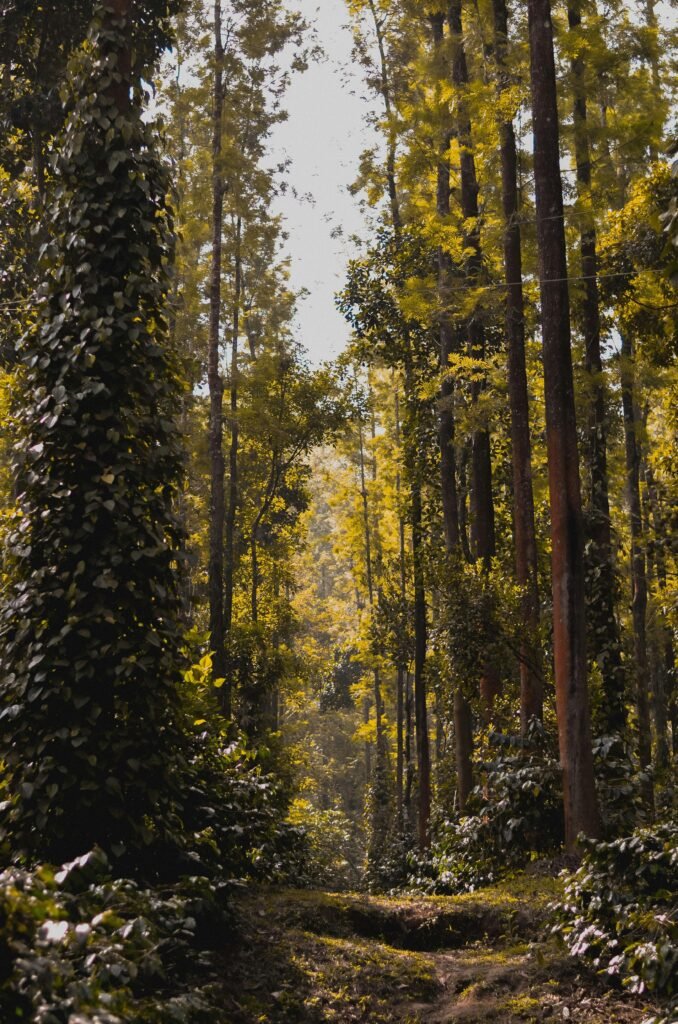 Tranquil forest path surrounded by towering trees in a lush woodland setting.