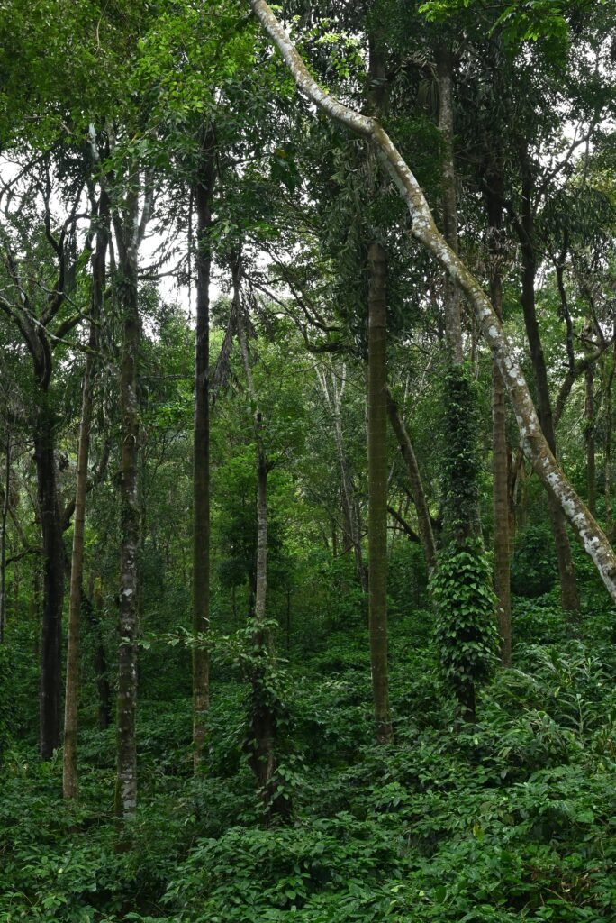 Dense tropical forest landscape in Madikeri, India showcasing lush greenery and towering trees.